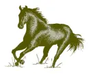 horse06