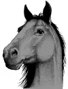 horse00