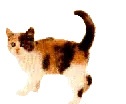 cat2