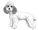 poodle