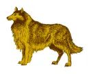 collie