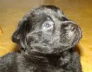 black lab