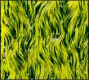Yellow-green vertical threads