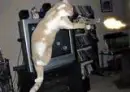 gangster kitty