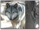 pretty wolf
