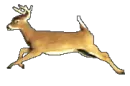 deer running