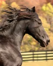 horses