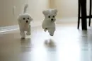 2 Little Puppies