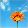 Orange Flower