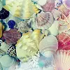Shells
