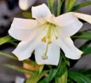 Flower with marissa name.