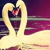 Swan Love