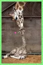 mom love giraffe