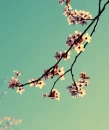 Sakura_Story