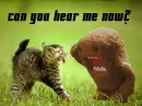Kat iz deaf