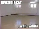 Invisable cat!