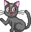 black cat