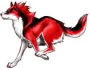 red and black wolf