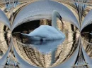 Distorted Swan