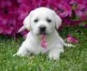 labby pup