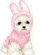 bunnie dog