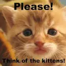 please think of the kittens
