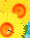 sun flowers & insect