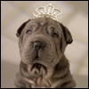 Heiress 