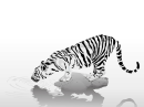 White tiger