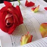 Rose And Book
