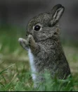 Adorable Bunny