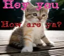 Kitten