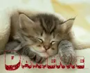 Kitten with the name Darienne under it