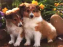 cute two dog puppies