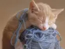 cute cat sleeping