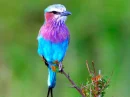 beautiful bird