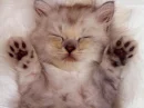 cute cat sleeping