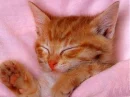 cute cat sleeping