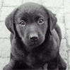 Labrador Rertiever