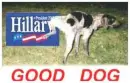 anti hillary