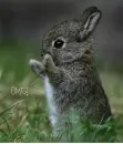 OMG Bunny!
