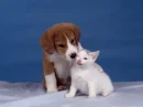 Cat and Dog