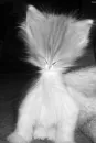 Alien kitty