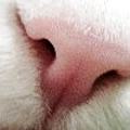 Nose