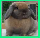 bunny