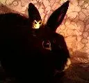  prince turbo!!!