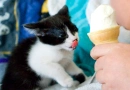 gatito
