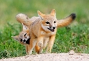 Fox