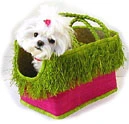 Cute Puppy