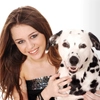 Miley & Dalmation